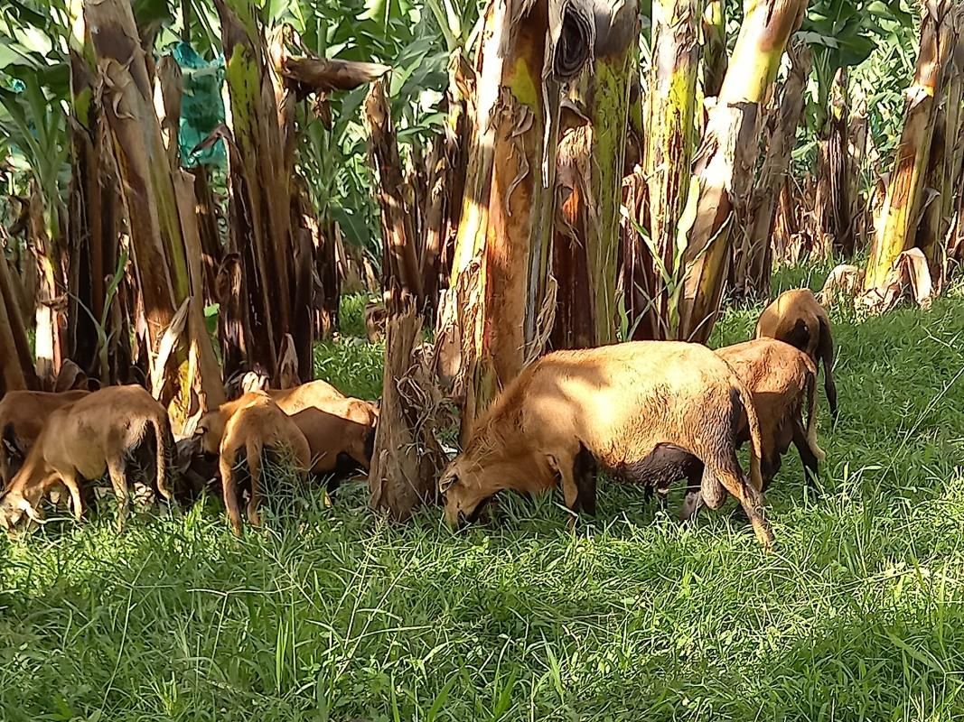 Des moutons pour contrôler l'enherbement en bananeraies