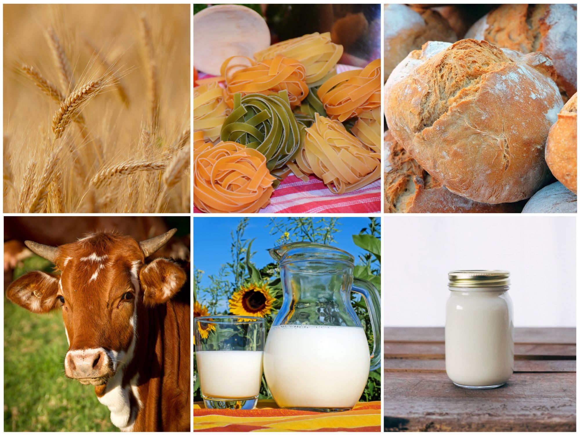 De l’agriculture à l’alimentation